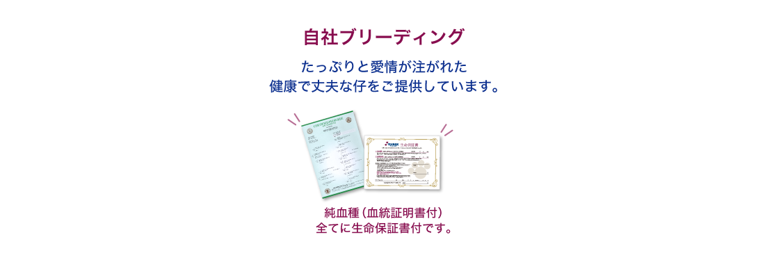 自社ブリーディング｜たっぷりと愛情が注がれた
健康で丈夫な仔をご提供しています。純血種（血統証明書付）、全てに生命保証書付です。