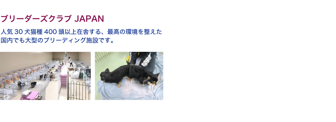ブリーダーズクラブ JAPAN｜人気30犬猫種400頭以上在舎する、最高の環境を整えた国内でも大型のブリーディング施設です。
