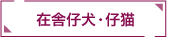 在舎仔犬・仔猫