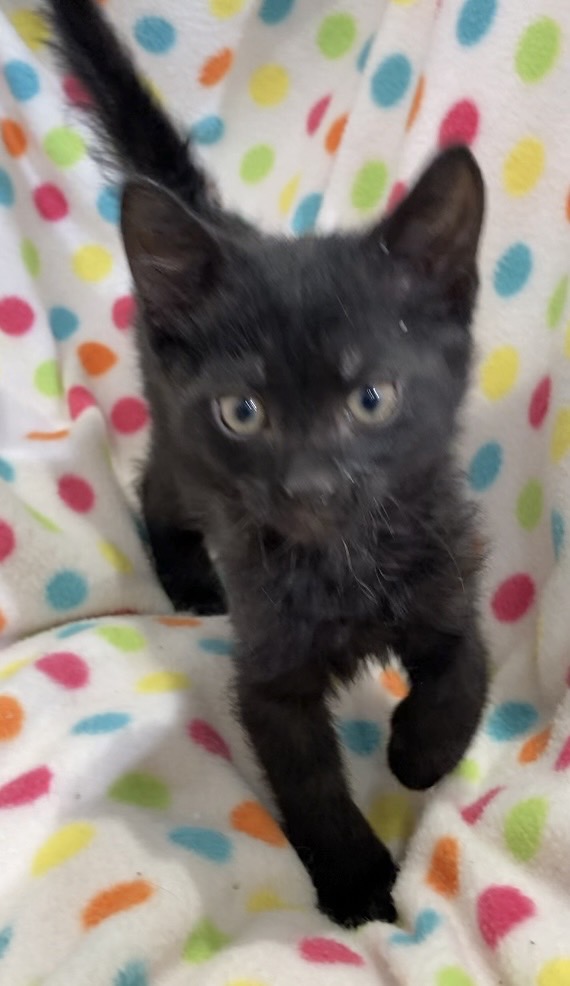 アメリカンカール_オリジナルペットシルエットミニ黒板ボード_猫グッズ_名入れ_PET-TEP_ENT_186_323        